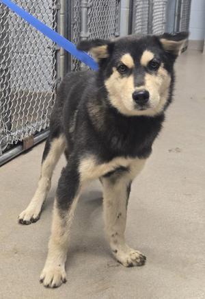 A black and tan dog with a blue leash standing in a kennel