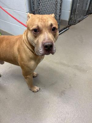 A tan dog with a red leash standing on a concrete floor in a kennel.
