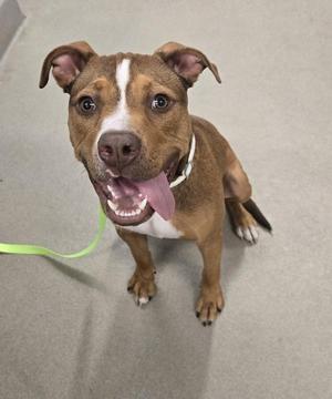 A brown and white dog with a green leash, sitting on a gray floor.