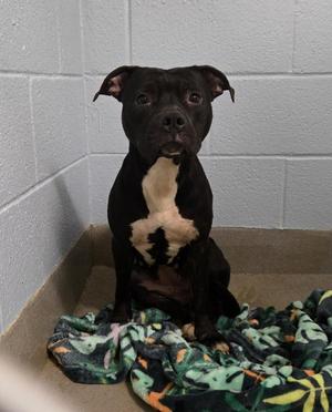 Bubby, Pit Bull Terrier, adult, available for adoption