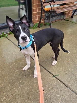 A black and white dog with a blue collar and leash standing on a sidewalk.