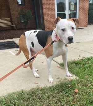 Diesel, Pit Bull Terrier, senior, available for adoption