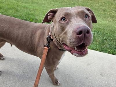 A brown dog with a pink nose and blue eyes is standing on a sidewalk, wearing a leash. The dog appears to be happy and is looking towards the camera. The background shows a grassy area.