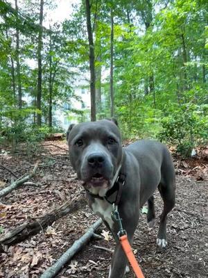 Momma Mia, Pit Bull Terrier, adult, available for adoption
