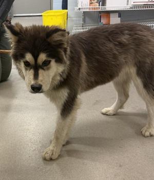 Bombay, Siberian Husky, young, available for adoption