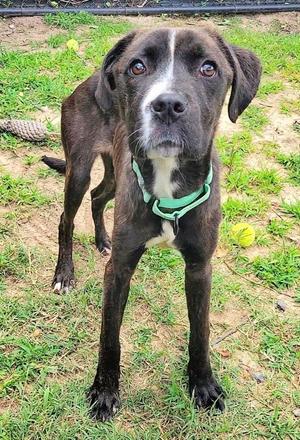 Athena, Pit Bull Terrier / Boxer, young, available for adoption