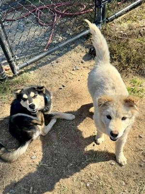 Carmella Creeper, Siberian Husky, puppy, available for adoption