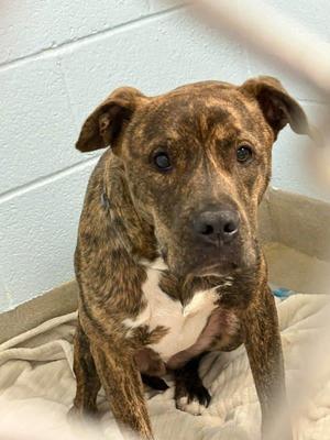 Francis, Pit Bull Terrier, young, available for adoption