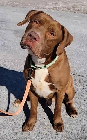 Kiba, Labrador Retriever, adult, available for adoption