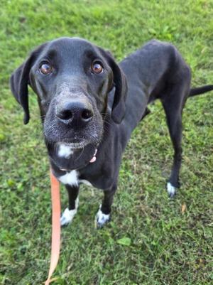 A black dog with white paws and a white chest stands on a grassy field, looking up at the camera with a curious expression. The dog has long ears and a pink collar, and a leash is attached to it.