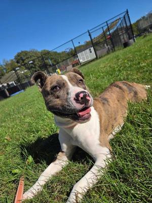 Dippin' Dots, Pit Bull Terrier, adult, available for adoption