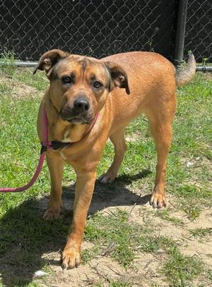 Dawn Powerwash, Labrador Retriever / Shepherd, adult, available for adoption