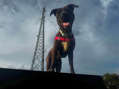 Adira, Labrador Retriever, adult, available for adoption