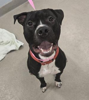 A black and white dog with a pink collar, looking up with its mouth open.