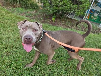 A brown dog with a pink tongue sticking out, wearing a collar and leash, standing on grass.
