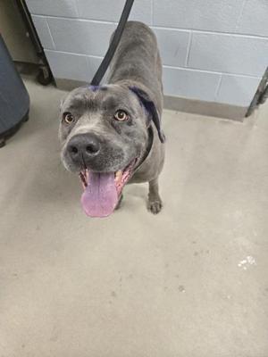 a gray dog with a blue collar standing on a concrete floor