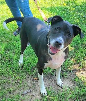 Lily, Labrador Retriever / Bearded Collie, adult, available for adoption