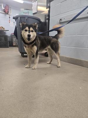 A husky dog standing on a leash in a room with a trash can and a wall in the background.