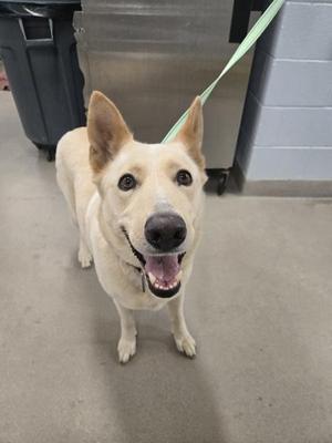 A happy dog with a light-colored coat and perked-up ears, standing on a concrete floor, wearing a green leash.