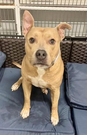 Pocky, Pit Bull Terrier, adult, available for adoption