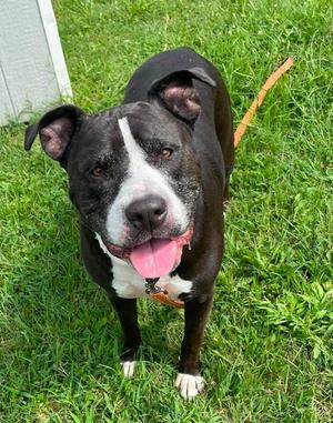 Drago, Pit Bull Terrier, senior, available for adoption