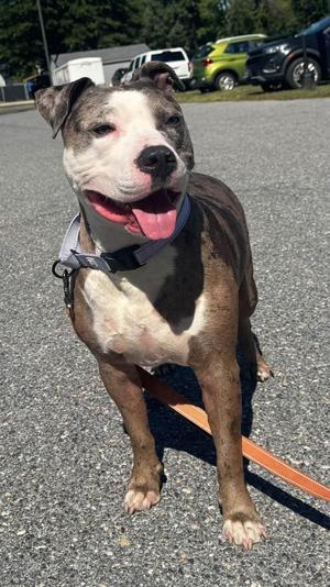 Baylor, Pit Bull Terrier, adult, available for adoption
