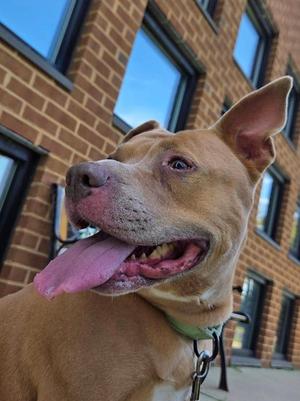A close-up of a brown dog with its tongue out, standing in front of a brick building.