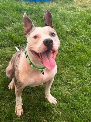 Ozzie, Pit Bull Terrier / Catahoula Leopard Dog, adult, available for adoption