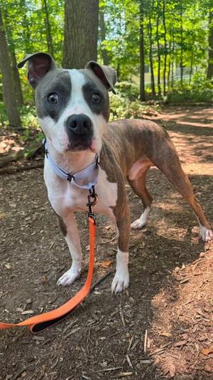 A brown and white dog with a black nose and blue eyes, wearing a blue collar and an orange leash, standing on a dirt path in a wooded area.