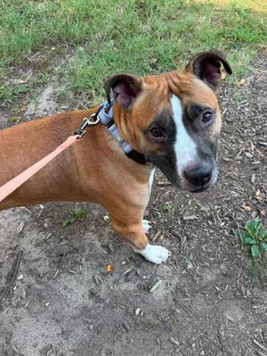 Bart, Pit Bull Terrier, adult, available for adoption