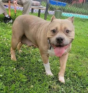 Hilda, Pit Bull Terrier, adult, available for adoption