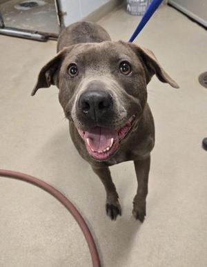 A happy brown dog with floppy ears and a blue leash, looking up with its mouth open in a smile.