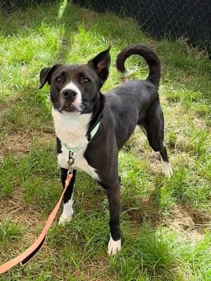 Armadillo, Shepherd, young, available for adoption