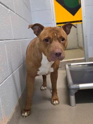 Baba Yaga, Pit Bull Terrier, adult, available for adoption