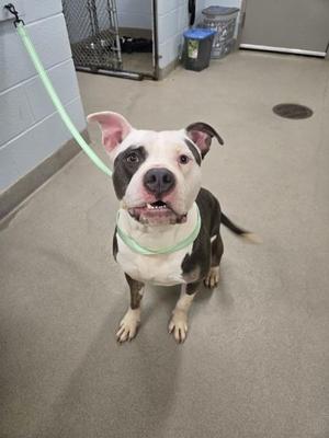 A white and brown dog with a green leash sitting on a concrete floor.