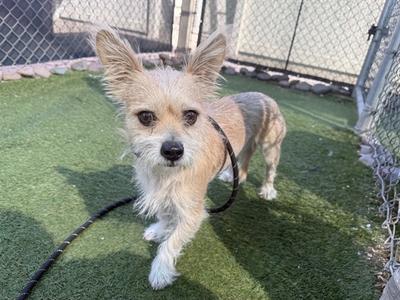 A small dog with a shaggy coat stands on a green artificial turf surface, wearing a black leash. The dog has a light brown and white coat, with a fluffy tail and pointed ears. The background features a chain-link fence and a concrete wall.