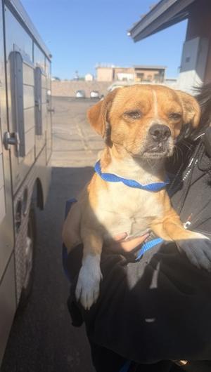 FLANK, Chihuahua - Smooth Coated Mix, adult, available for adoption
