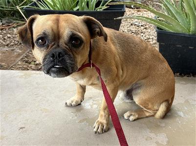HENRY, Pug Mix, adult, available for adoption