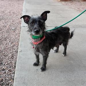 A small black dog with a green leash and a red collar standing on a sidewalk.