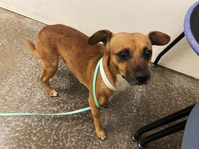 LANCE, Chihuahua - Smooth Coated Mix, adult, available for adoption