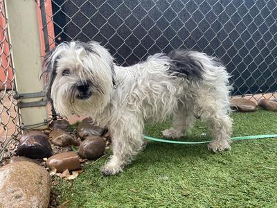 BENSON, Lhasa Apso, senior, available for adoption