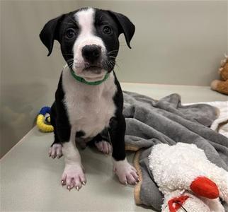 BUD, American Pit Bull Terrier, puppy, available for adoption