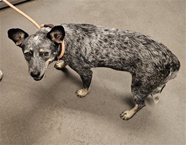 A dog with a speckled coat and floppy ears, wearing a collar and leash, standing on a concrete floor.