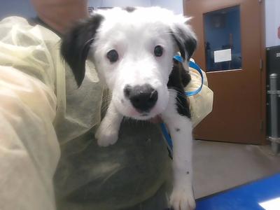 BUCKAROO, Bearded Collie Mix, puppy, available for adoption