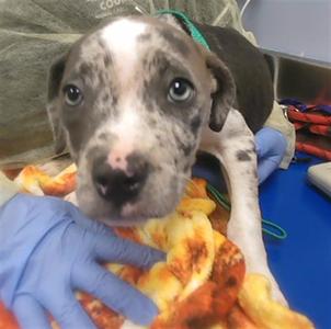 JASMINE, American Pit Bull Terrier, puppy, available for adoption