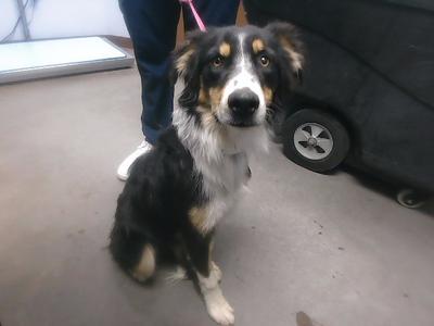 DRAKE, Australian Shepherd, young, available for adoption