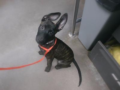 black puppy with a red leash sitting on a concrete floor