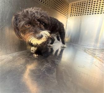 DERBY, Cairn Terrier, adult, available for adoption