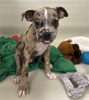 DUST, American Pit Bull Terrier Mix, puppy, available for adoption