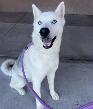 A white dog with blue eyes sitting on a concrete surface, wearing a purple leash.